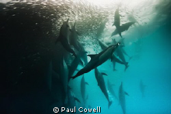 Amazing dolphin pod action in this years sardine run. by Paul Cowell 